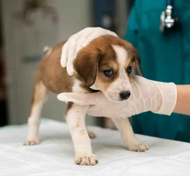 Filhote em avaliação veterinária