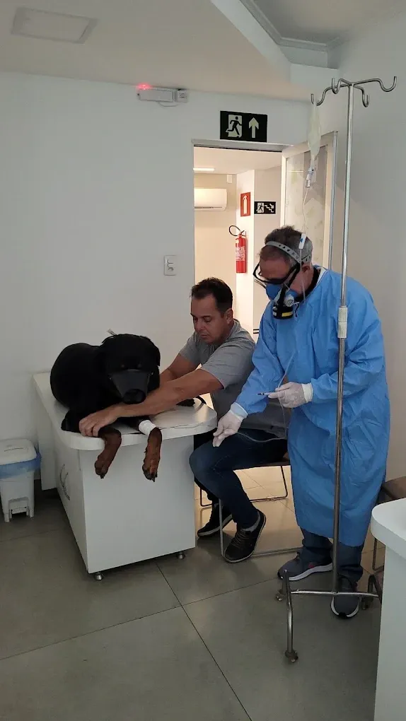 Veterinário da Intervet em atendimento a um rottweiler