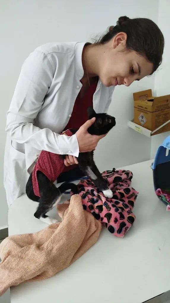 Veterinária da Intervet examinando um gato