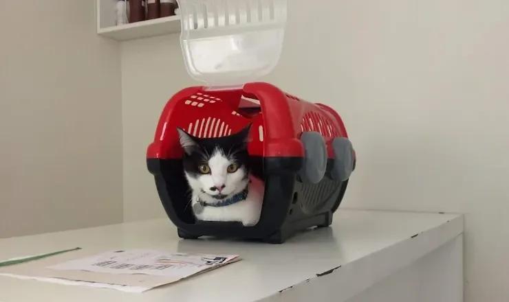 Gato na caixa de transporte sobre a mesa de atendimento